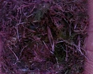 20230425-1030-nistkasten
