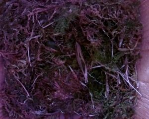 20230425-1530-nistkasten