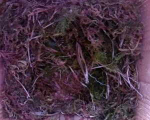 20230425-1630-nistkasten
