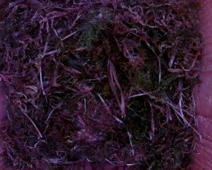 20230425-2030-nistkasten