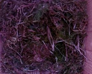 20230426-1030-nistkasten