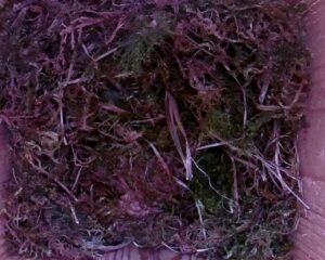 20230426-1230-nistkasten