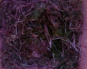 20230426-1330-nistkasten