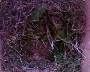 20230426-1430-nistkasten