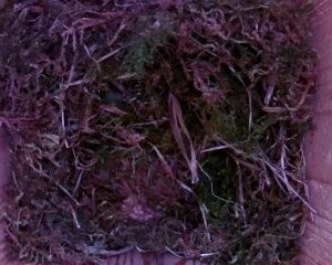 20230426-1530-nistkasten