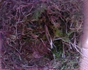 20230426-1630-nistkasten