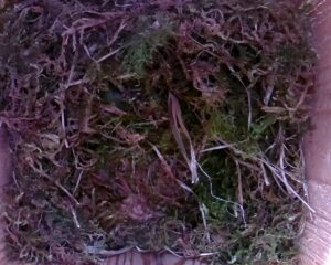 20230426-1730-nistkasten