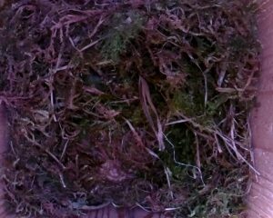 20230426-1830-nistkasten