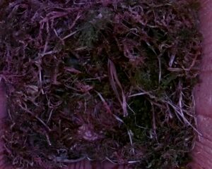 20230426-1930-nistkasten