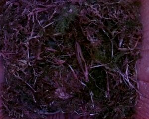 20230427-0630-nistkasten