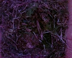 20230427-0730-nistkasten