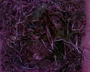20230427-0830-nistkasten