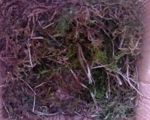 20230427-1630-nistkasten