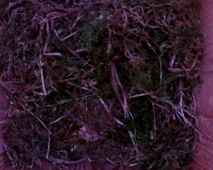 20230428-0830-nistkasten