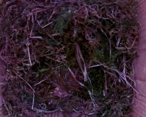 20230428-1430-nistkasten