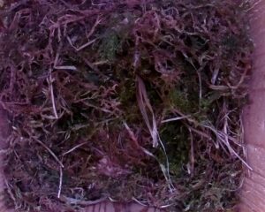 20230428-1530-nistkasten