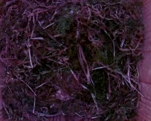20230428-1730-nistkasten
