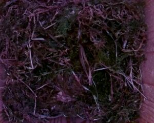 20230428-1830-nistkasten