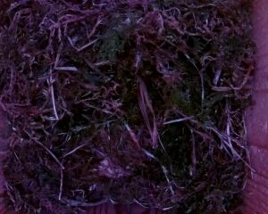 20230429-0630-nistkasten