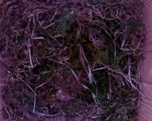 20230501-0930-nistkasten