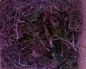 20230501-1030-nistkasten