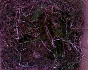 20230501-1530-nistkasten