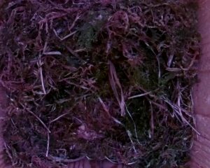 20230502-1130-nistkasten