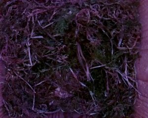 20230503-0730-nistkasten