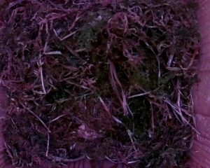 20230503-0830-nistkasten