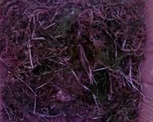 20230503-1030-nistkasten