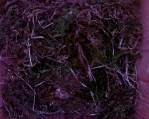 20230504-0630-nistkasten