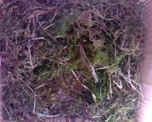 20230504-1730-nistkasten