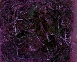 20230504-2030-nistkasten