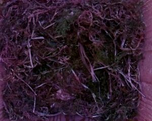 20230505-0830-nistkasten