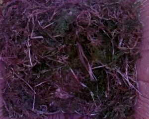 20230505-1130-nistkasten