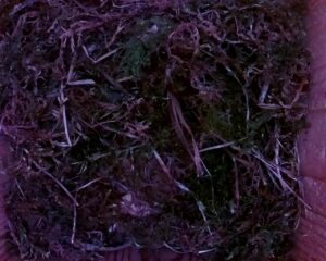20230505-1830-nistkasten