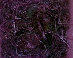 20230506-0830-nistkasten