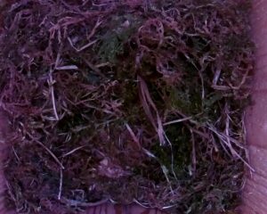 20230506-1230-nistkasten