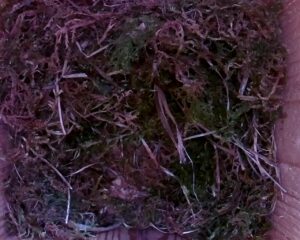 20230506-1330-nistkasten