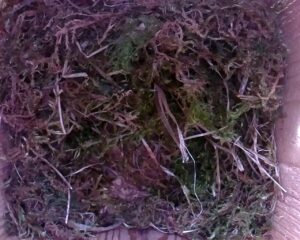 20230506-1630-nistkasten