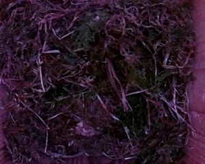 20230506-2030-nistkasten