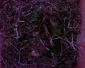 20230506-2330-nistkasten