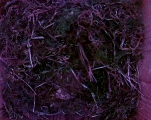 20230507-2030-nistkasten