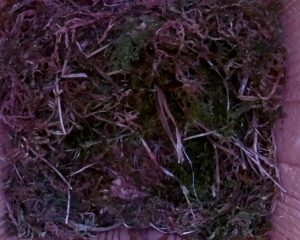20230508-1030-nistkasten
