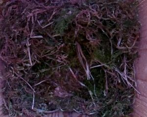 20230508-1530-nistkasten