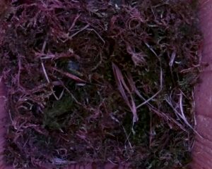 20230509-1730-nistkasten