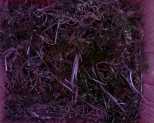20230514-0730-nistkasten
