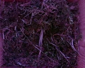 20230516-0730-nistkasten