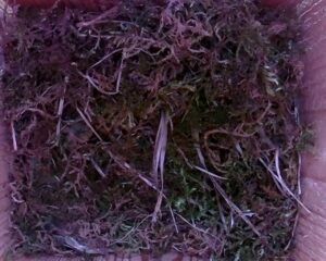 20230516-1830-nistkasten