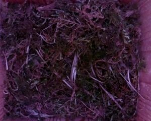 20230517-0830-nistkasten